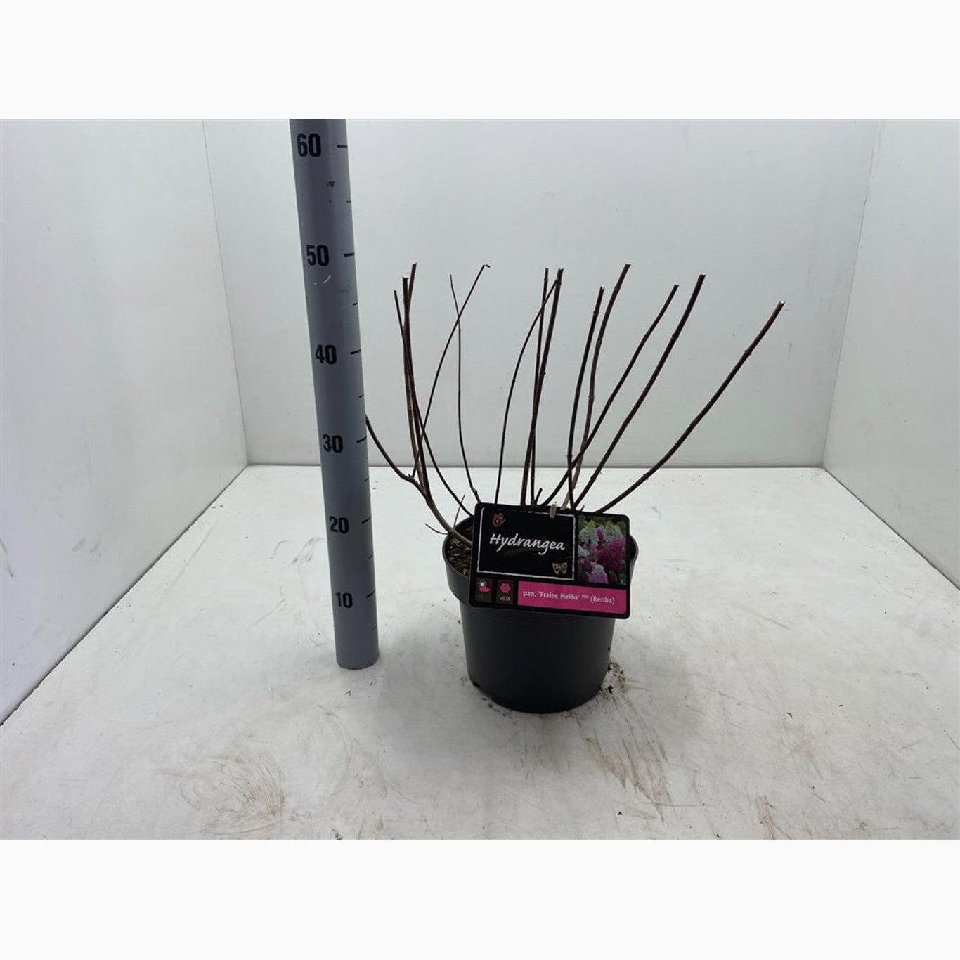 Syrenhortensia – Hydrangea paniculata 'Fraise Melba'® - C4