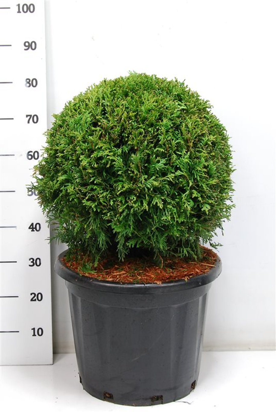Thuja – Thuja occidentalis 'Brabant' - C25 50 cm. Bol