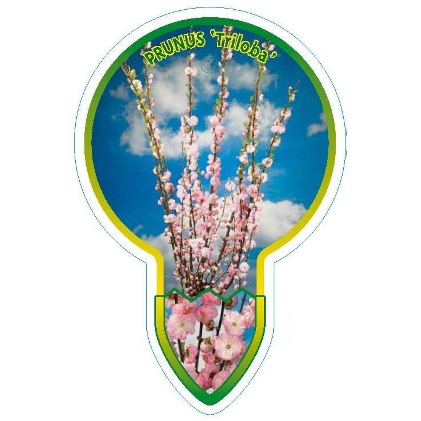 Mandelsläktet – Prunus triloba - 120 CM Stem C5