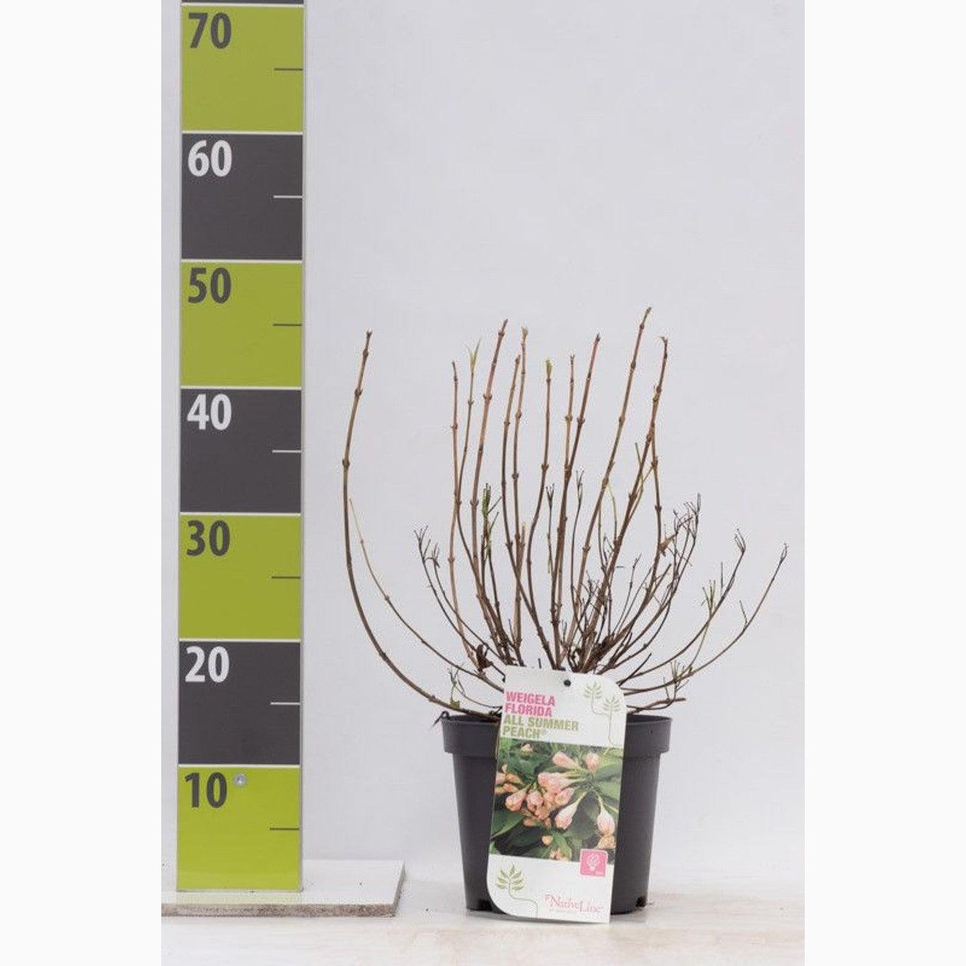 Praktweigela – Weigela 'All Summer Peach' - C3 30-40 CM