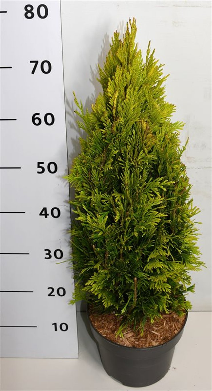 Thuja – Thuja plicata '4 Evergoldy' - C5 50-60 cm.