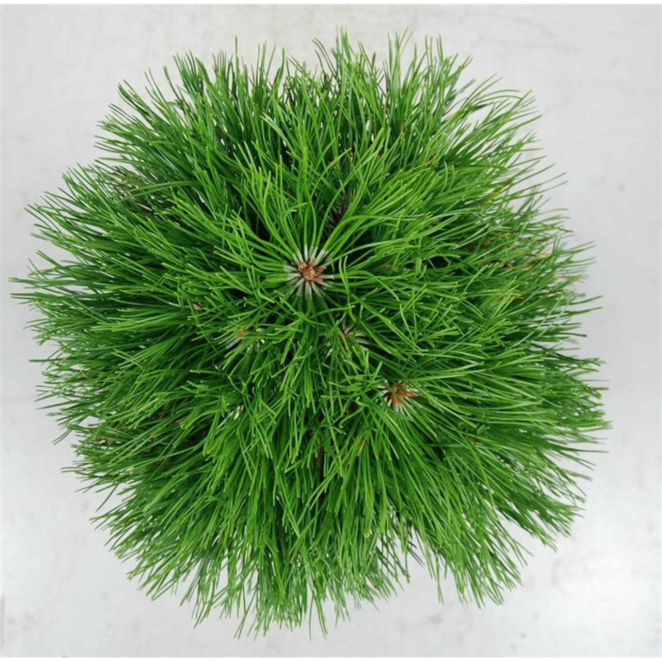 Svarttall – Pinus nigra 'Bambino' - 40 CM Stem C12