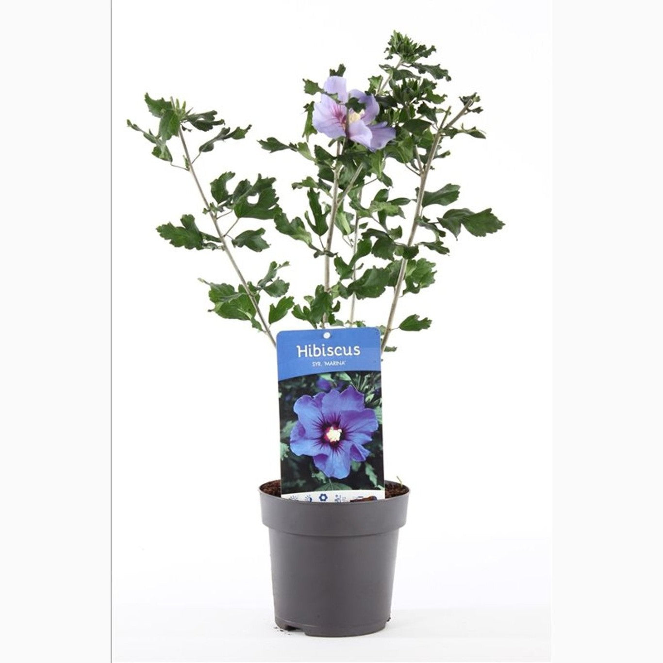 Hibiskus – Hibiscus syriacus 'Marina' - C1,5