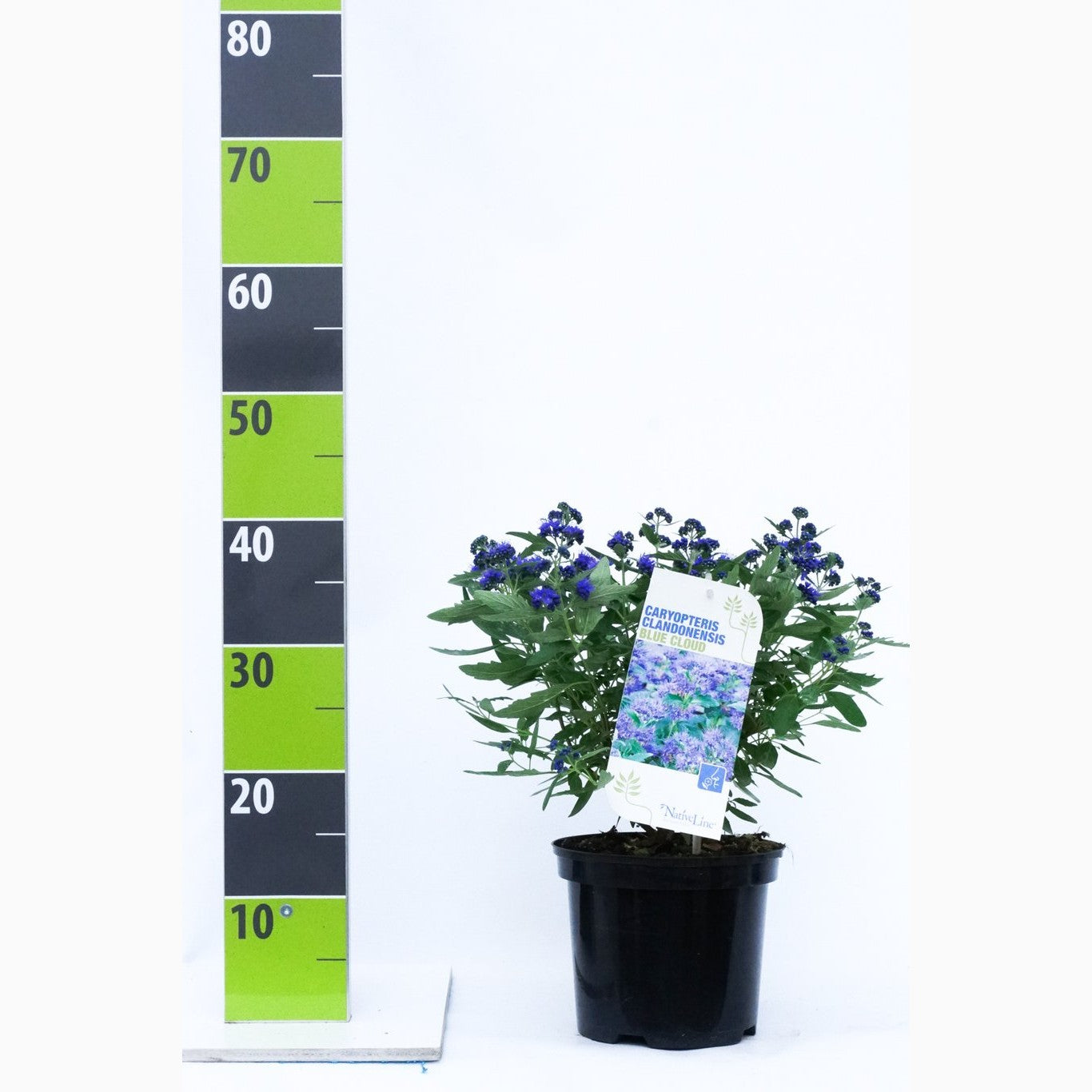 Blåspirea – Caryopteris clandonensis 'Blue Cloud' - C3 30-40 CM