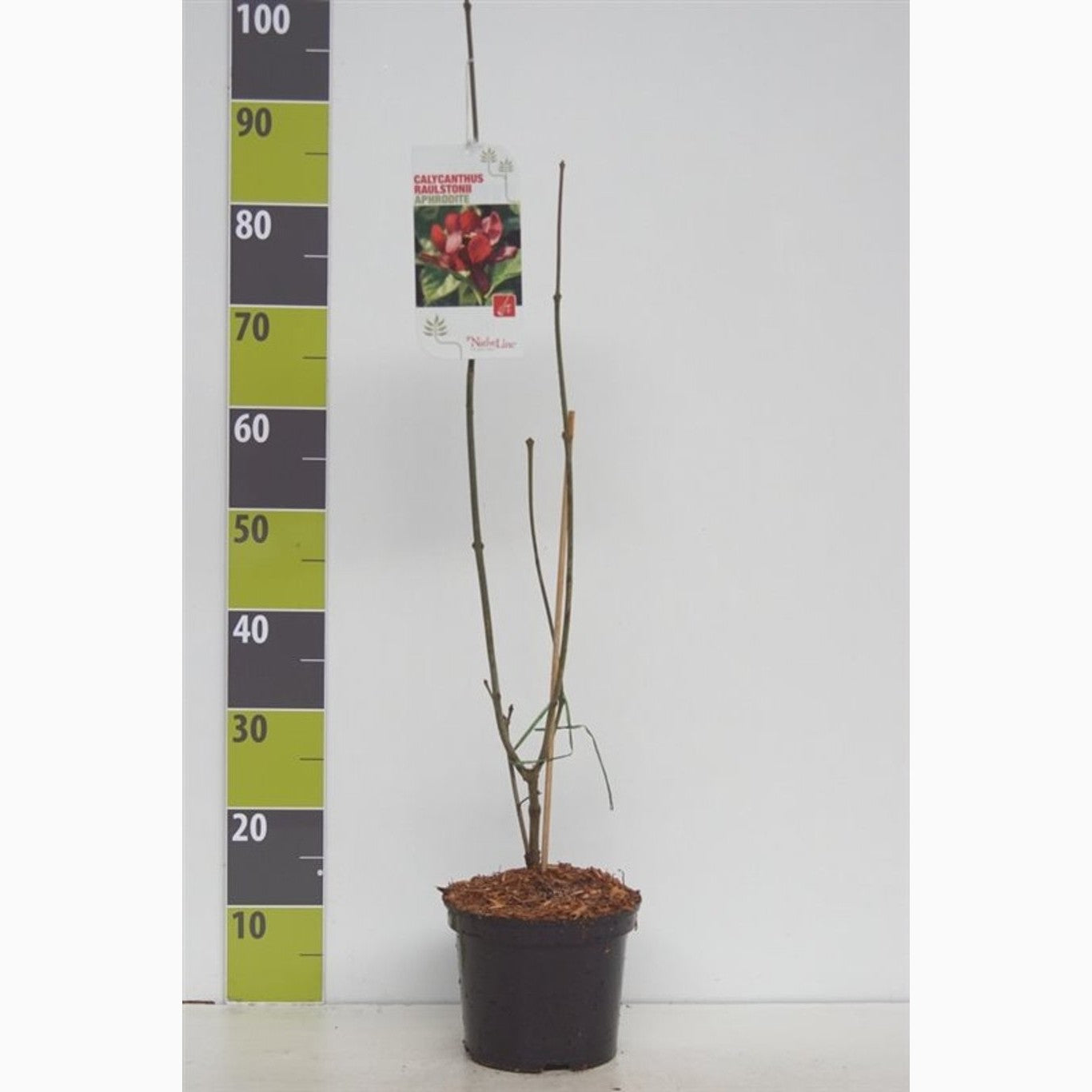 Kryddbuske – Calycanthus raulstonii 'Hartlage Wine' - C3 40-60 CM