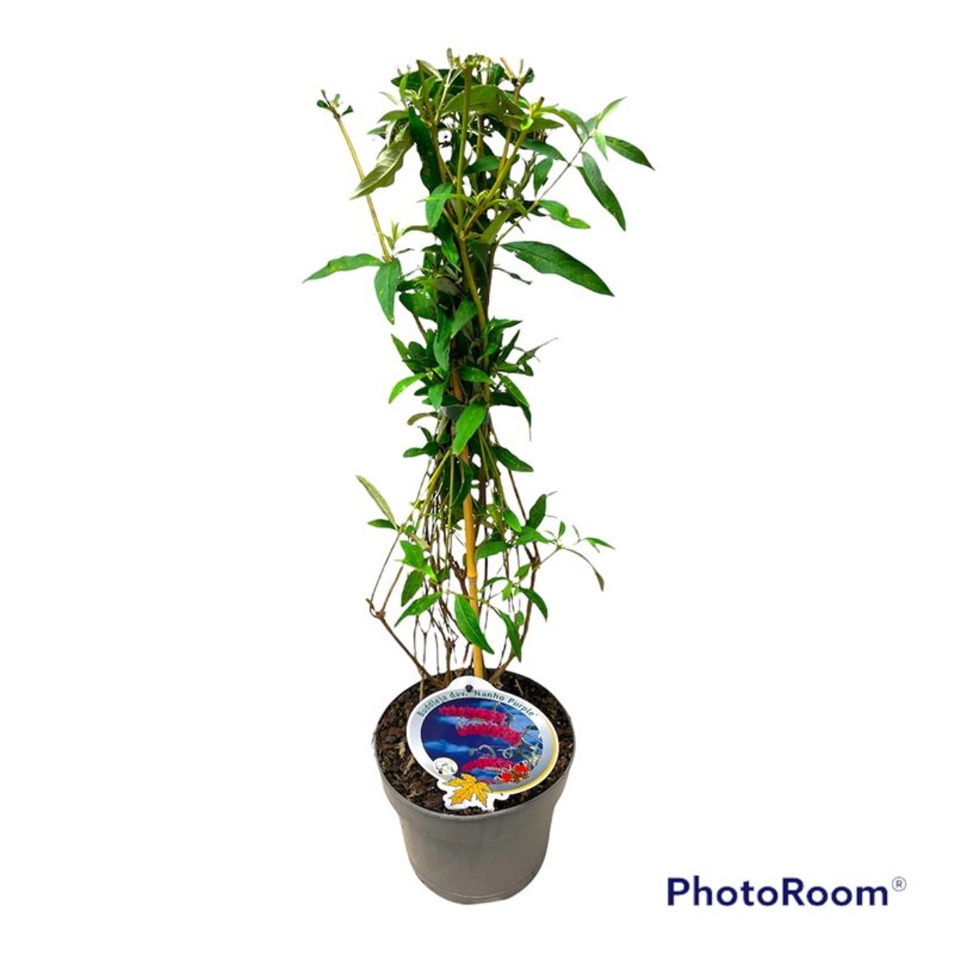 Sommarlilja – Buddleja d. 'Nanho Purple' - C3 50-60 CM