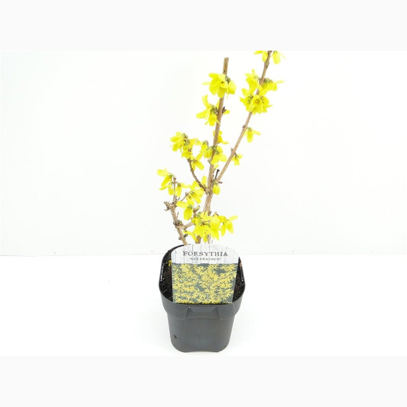Forsythia – Forsythia 'Goldrausch' - C2 30-40 CM
