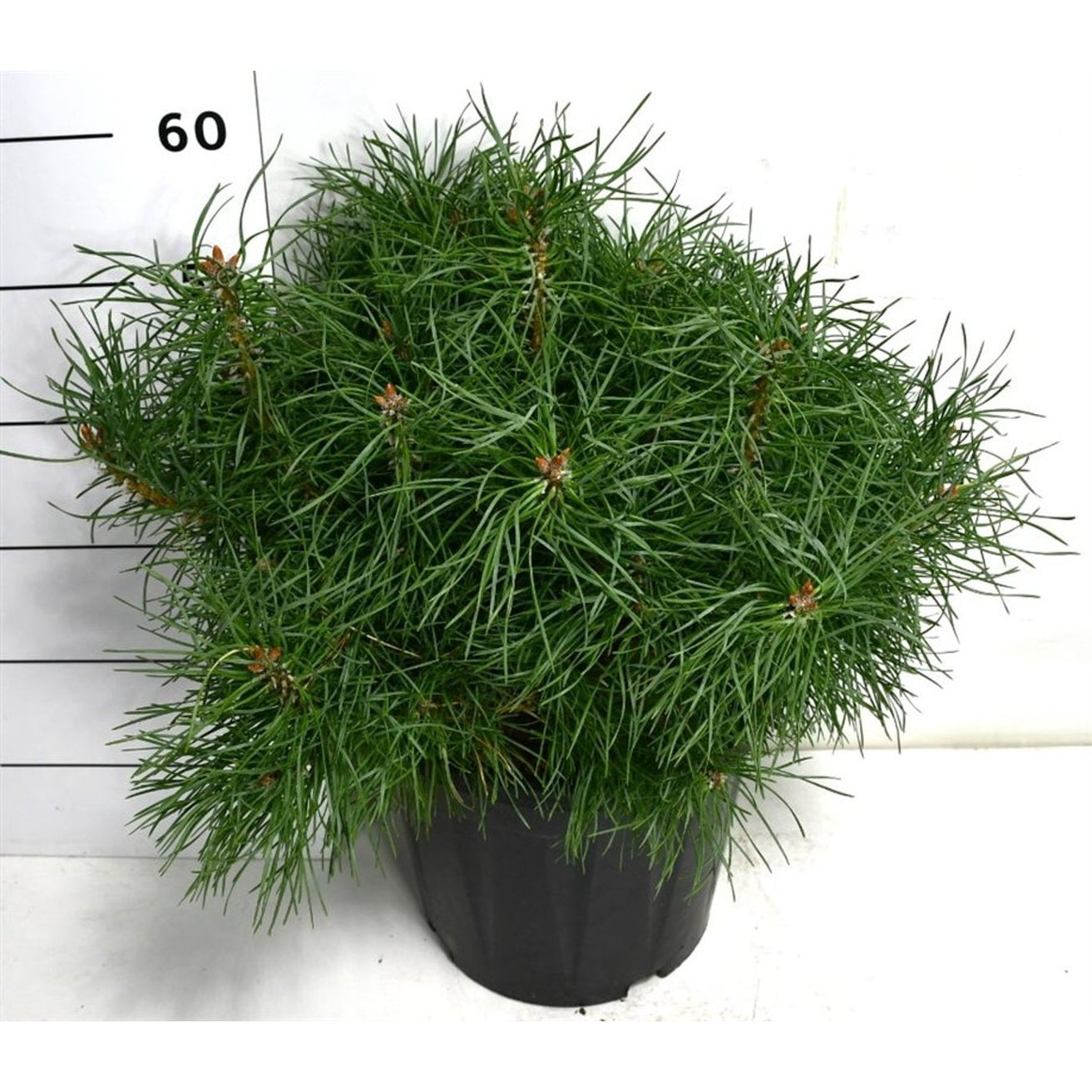 Tall – Pinus sylvestris &