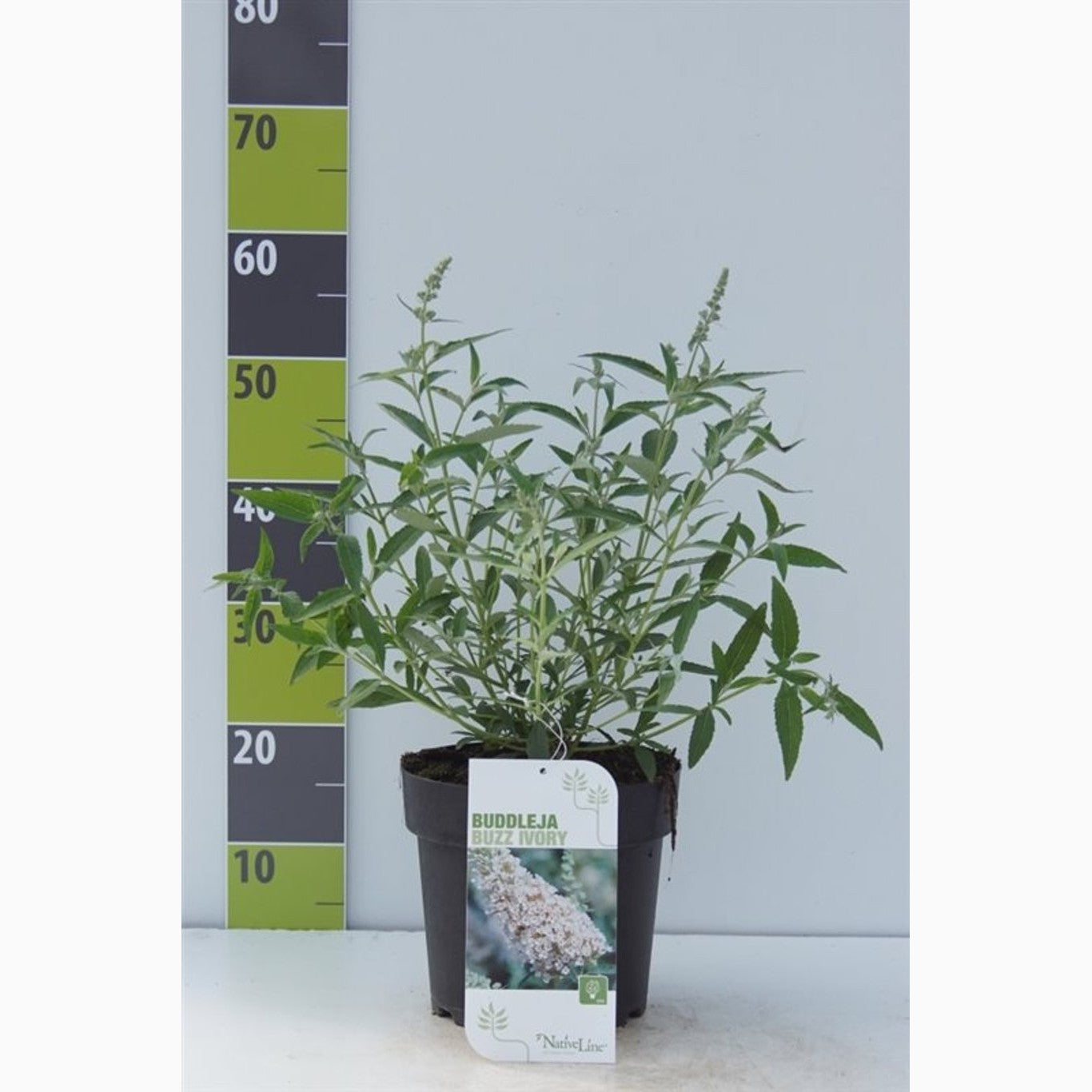 Sommarlilja – Buddleja d. 'Buzz Ivory' - C4,6