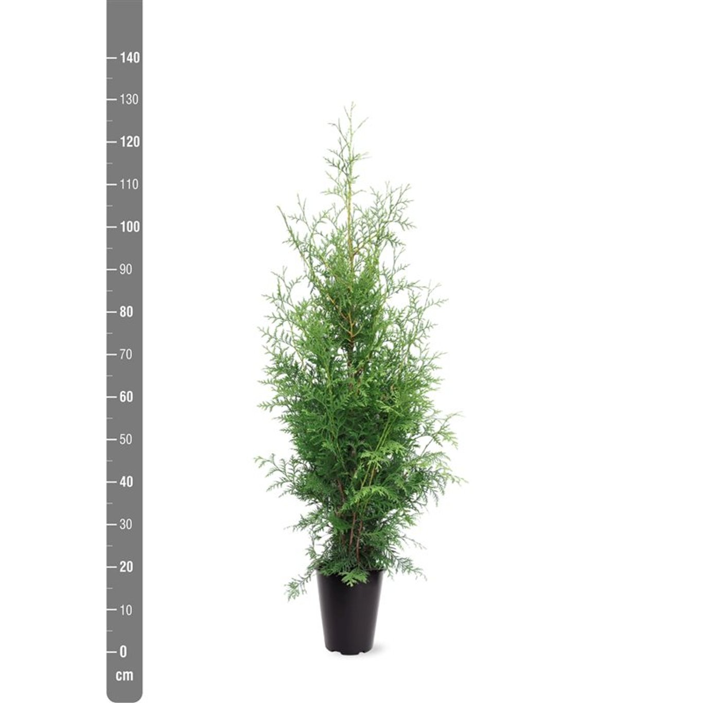 Thuja – Thuja occidentalis 'Brabant' - C5 100-125 CM