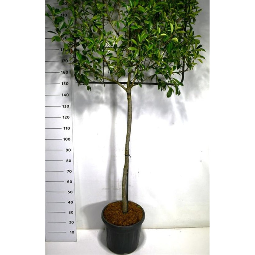 Glansmispel – Photinia fraseri &