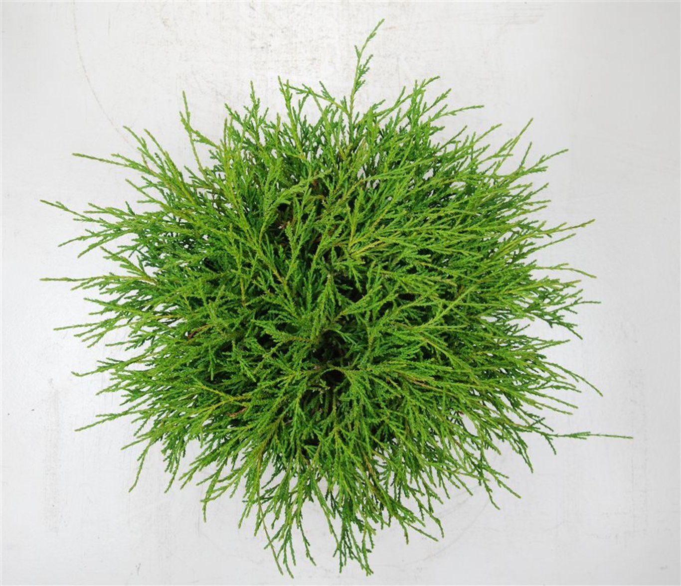 Ädelcypress – Chamaecyparis pisifera 'Filifera Nana' - C5 30-40 cm.