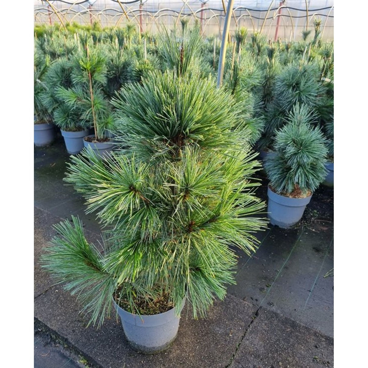 Flexibarrtall – Pinus flexilis 'Vanderwolf's Pyramid' - C7 40-60 CM