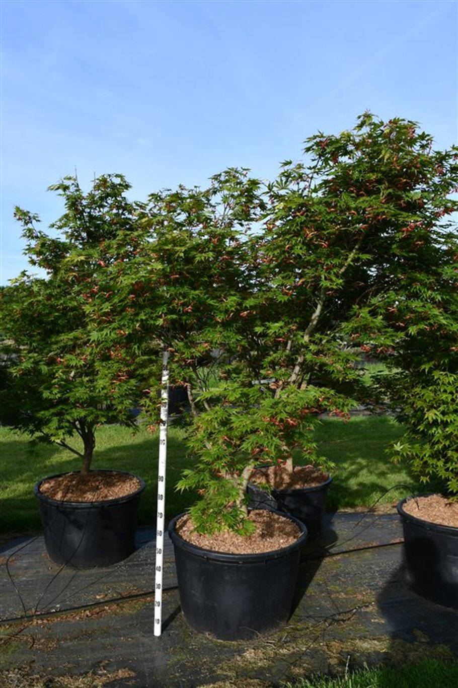 Japansk lönn – Acer palmatum &