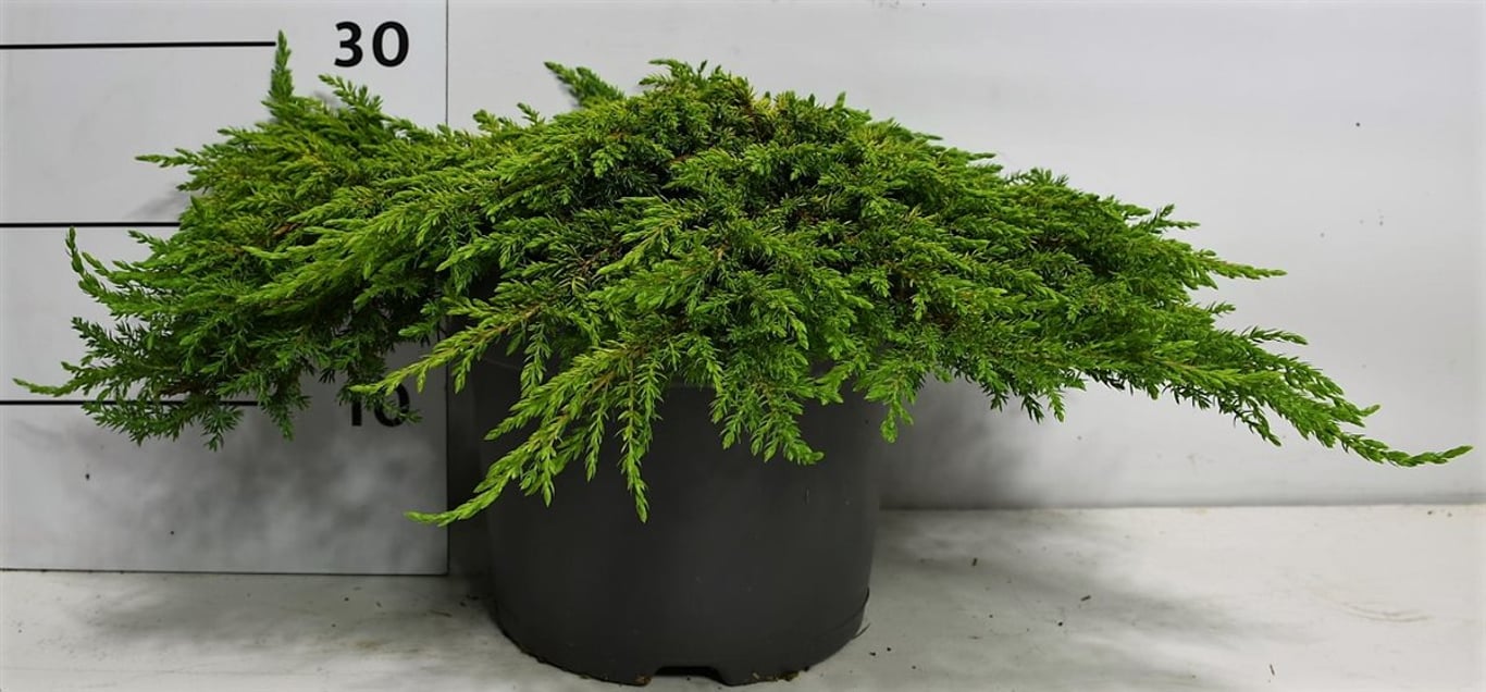 En – Juniperus communis 'Lemon Carpet' - C7.5 30-40 cm.