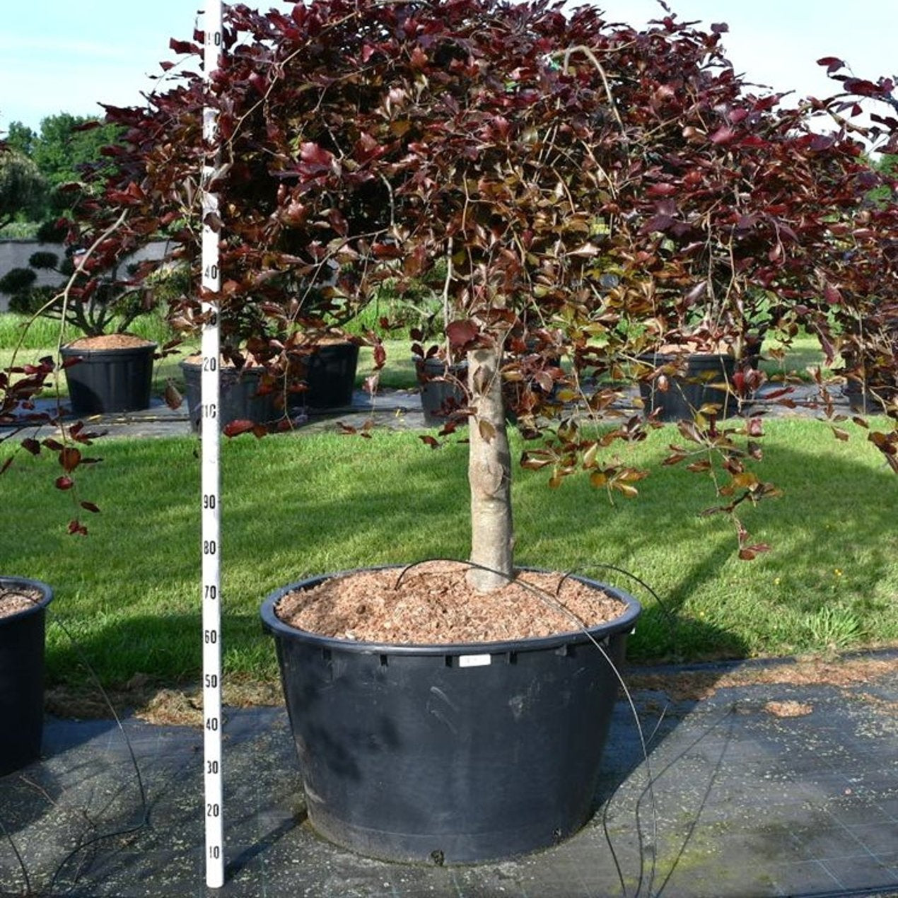 Hängblodbok – Fagus sylvatica 'Purpurea Pendula' - C450 150-160 cm. Sol