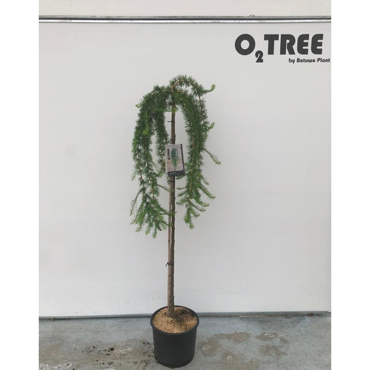 Lärk – Larix decidua &