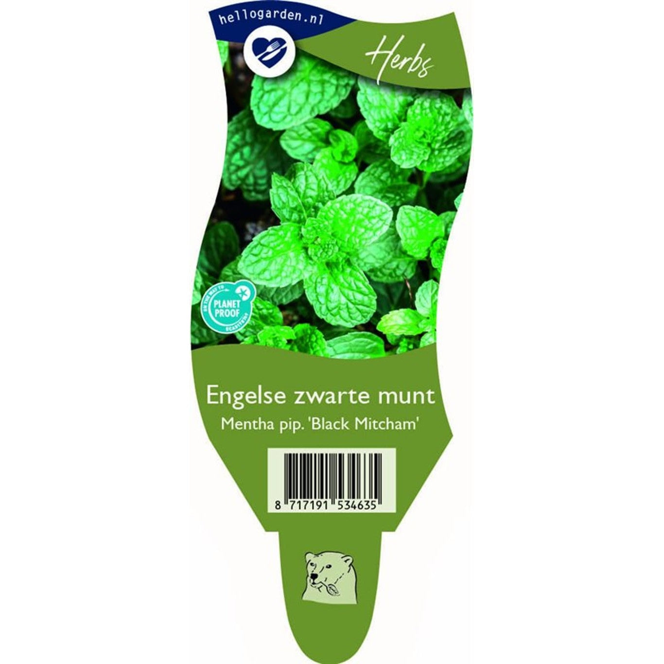 Pepparmynta – Mentha piperita 'Black Mitcham' - P11