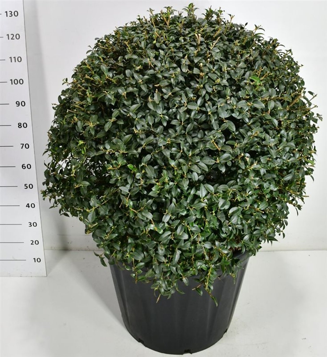 Burkwoodosmanthus – Osmanthus burkwoodii - C130 90-100 cm. Bol