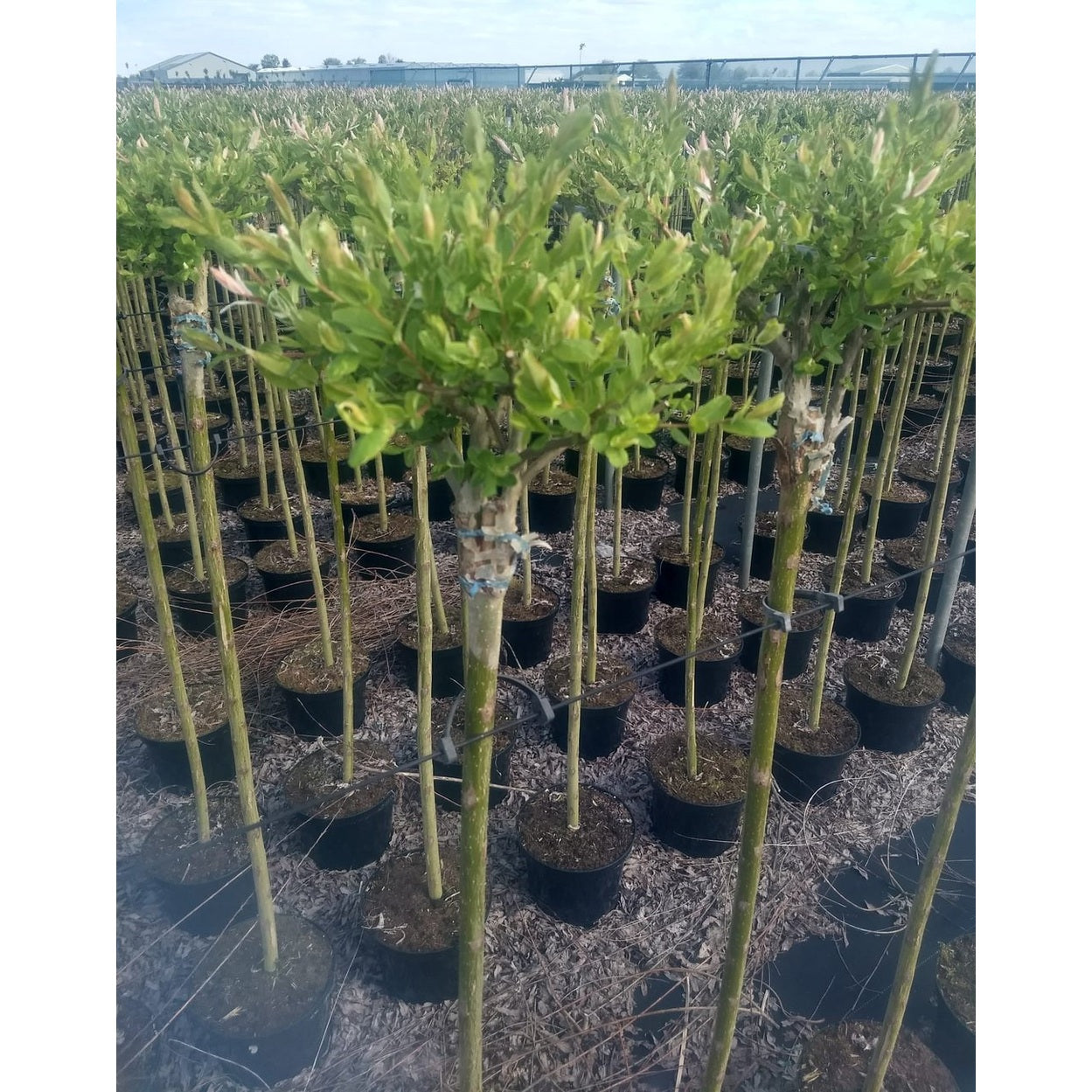 Japansk vide – Salix integra 'Hakuro-nishiki' - 100 CM Stem C5