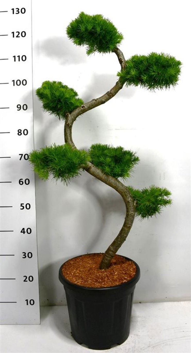 Japansk lärk – Larix kaempferi - C20 80 cm. S Vorm