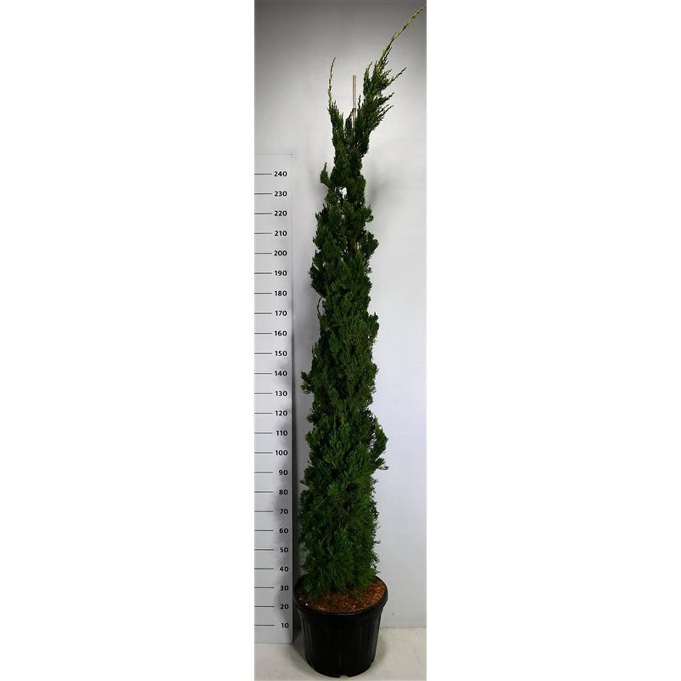 Kinesisk en – Juniperus chinensis 'Kaizuka' - C45 250-275 cm.