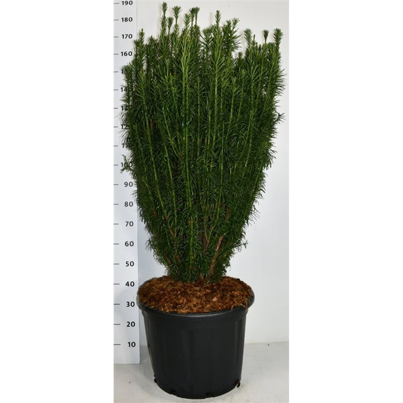 Plommonidegran – Cephalotaxus harringtonia 'Fastigiata' - C65 100-125 cm.