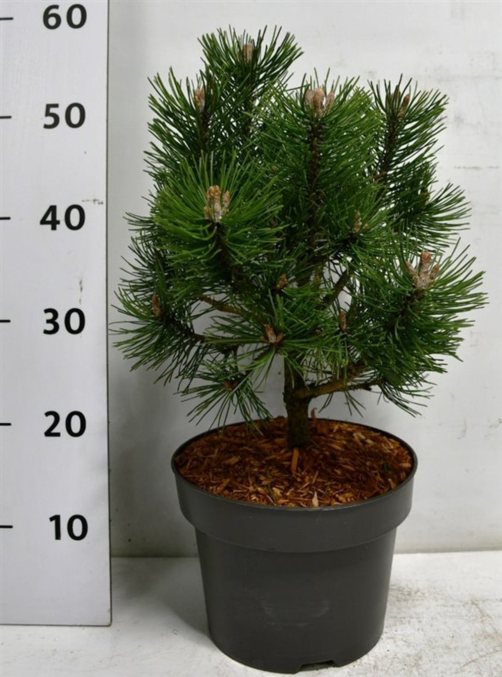 Bergtall – Pinus mugo &