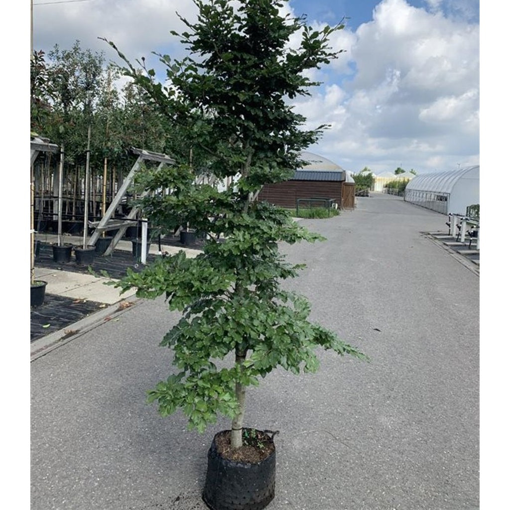 Blodbok – Fagus sylvatica - 120 CM Stem C12