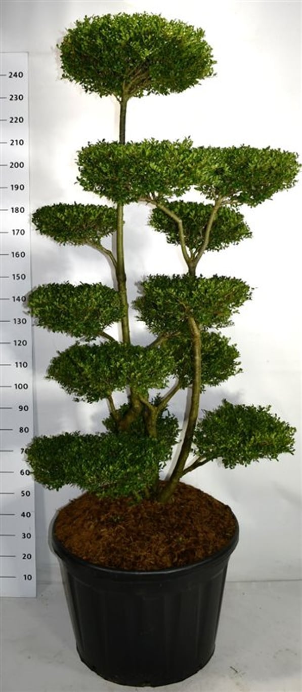 Japansk järnek – Ilex crenata &