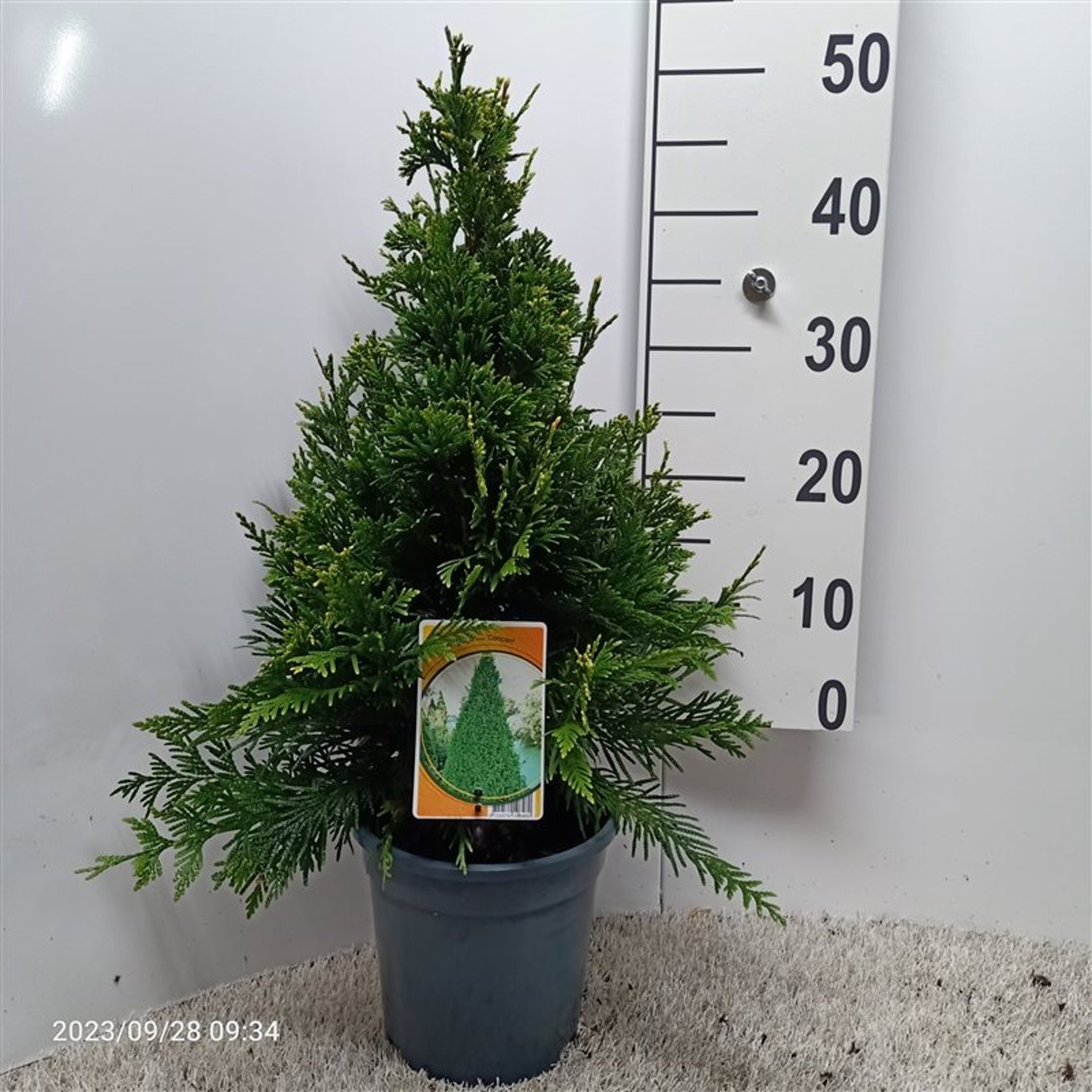 Thuja – Thuja plicata 'Can-Can' - C3 30-40 CM