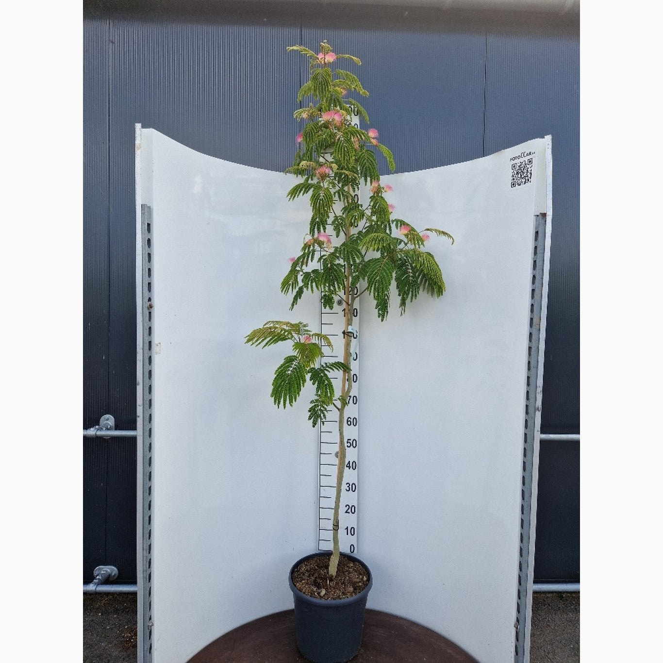 Silkesträd – Albizia julibr. 'Tropical Dream' - C20 175-200 CM