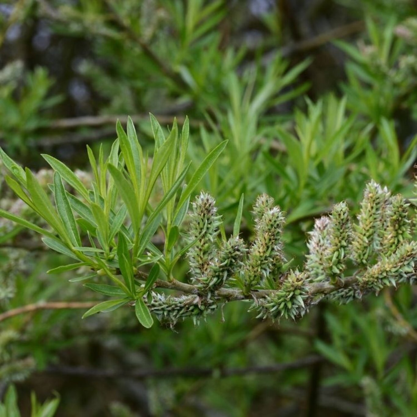 Korgvide – Salix viminalis - 80-100 CM bare root 0/1 1-2 branche