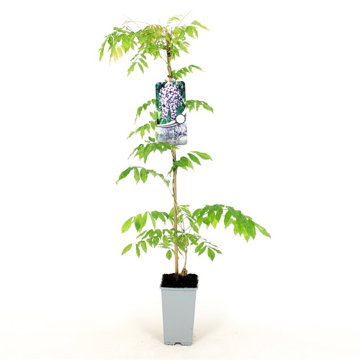 Blåregn – Wisteria floribunda &