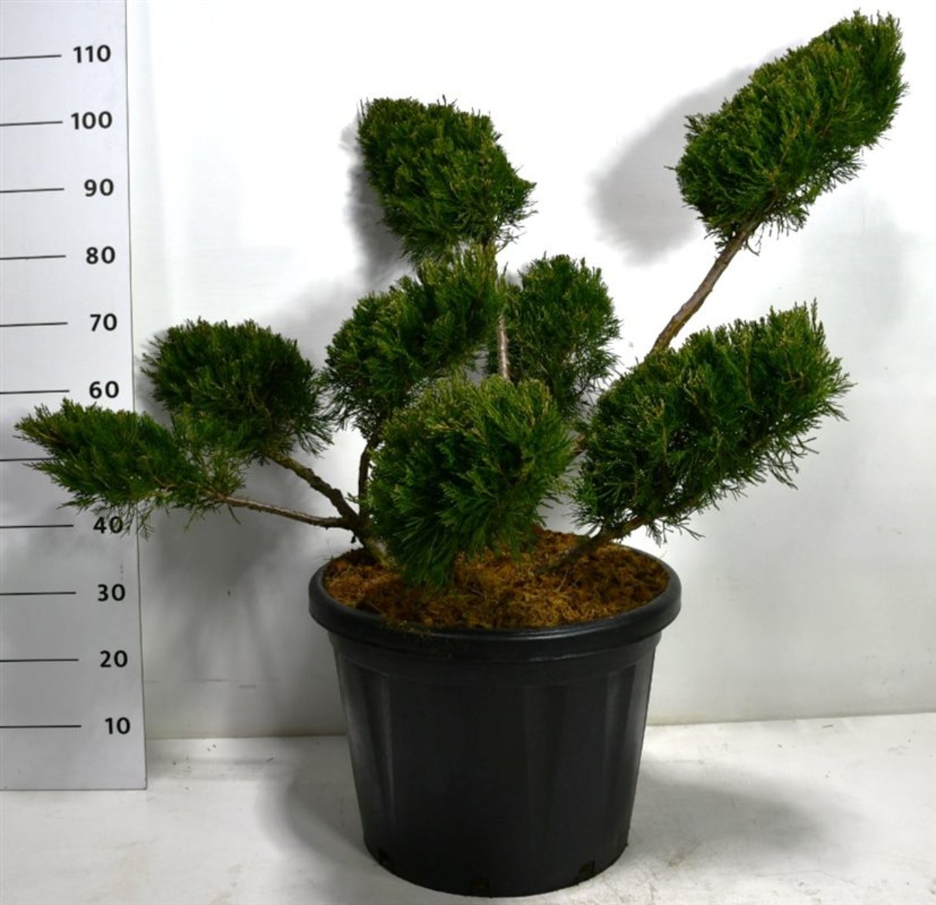 Pfitzer-en – Juniperus pfitzeriana &