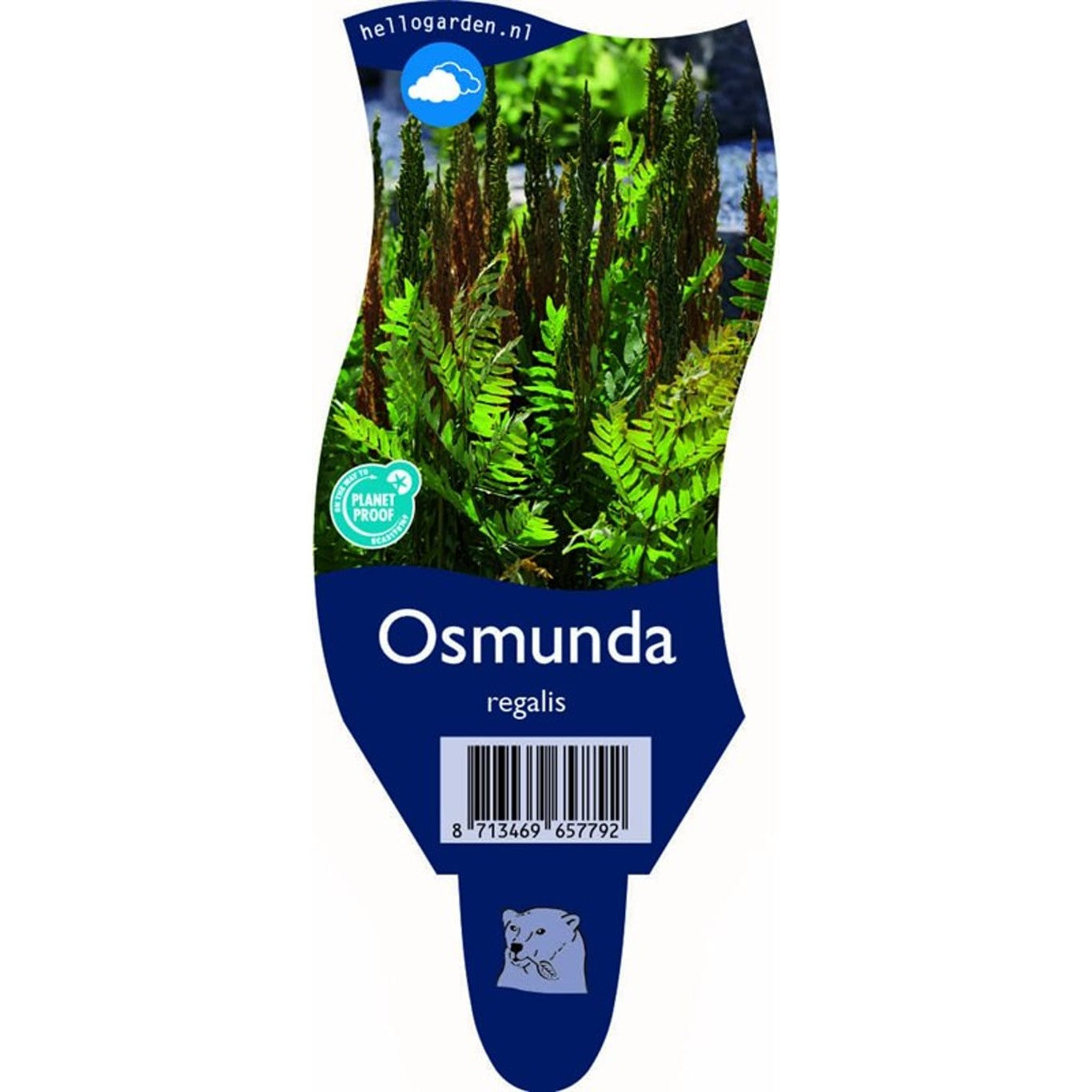 Strutbräken – Osmunda regalis - P11