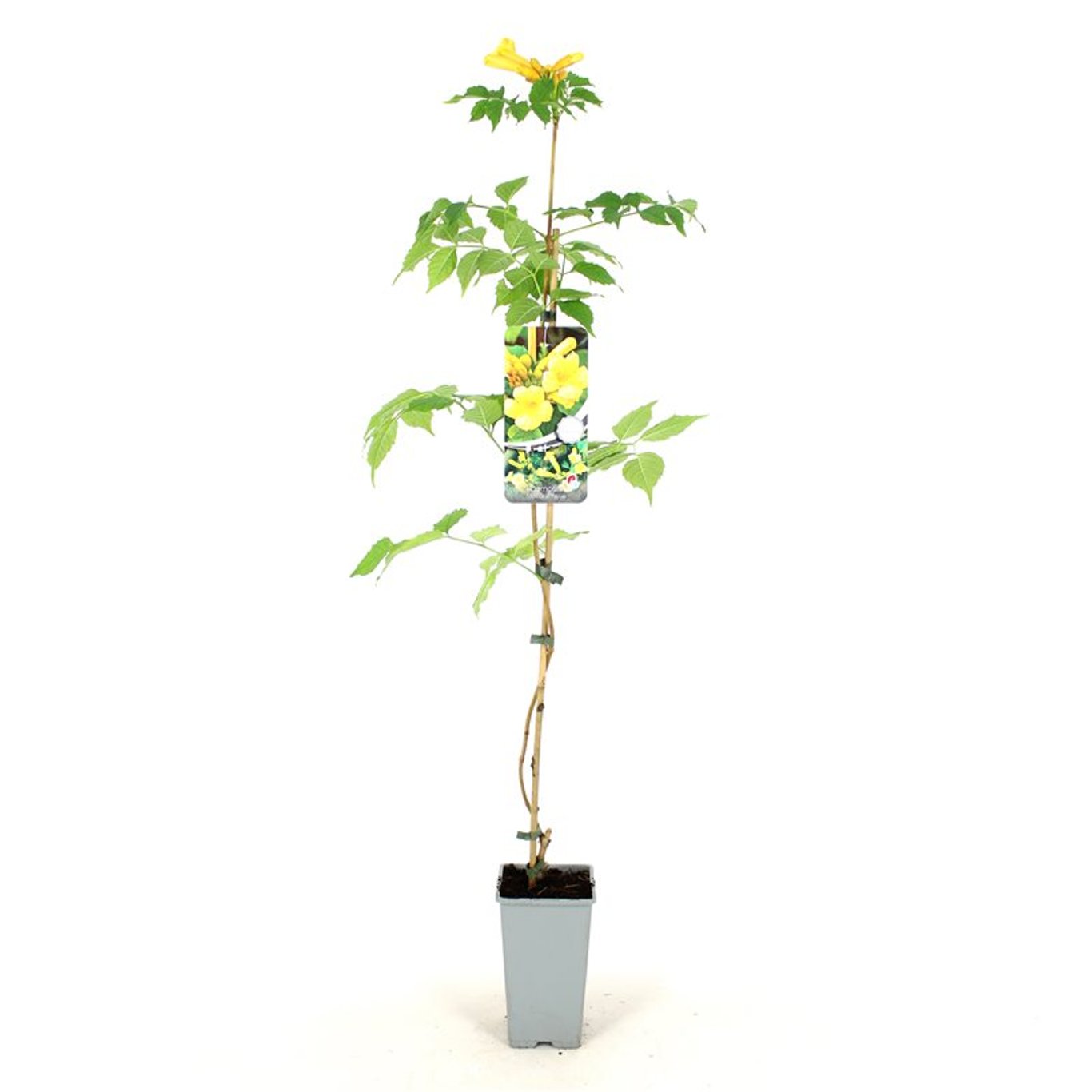 Trumpetranka – Campsis radicans 'Flava' - C2 80-100 CM