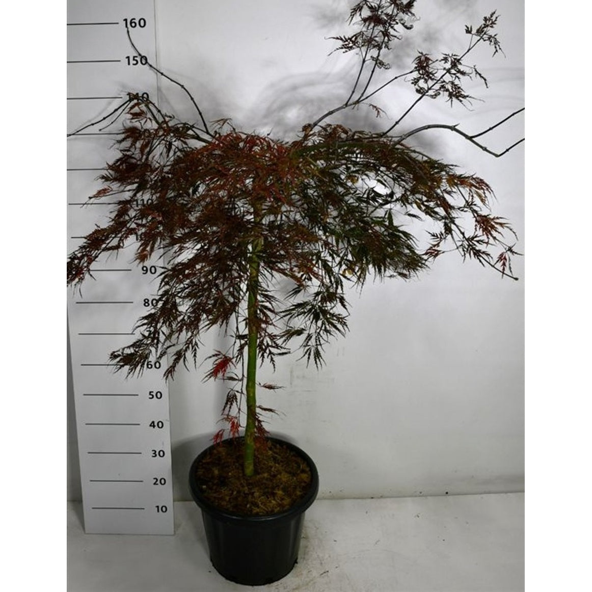 Japansk lönn – Acer palmatum 'Tamukeyama' - C65 90 cm. Stam
