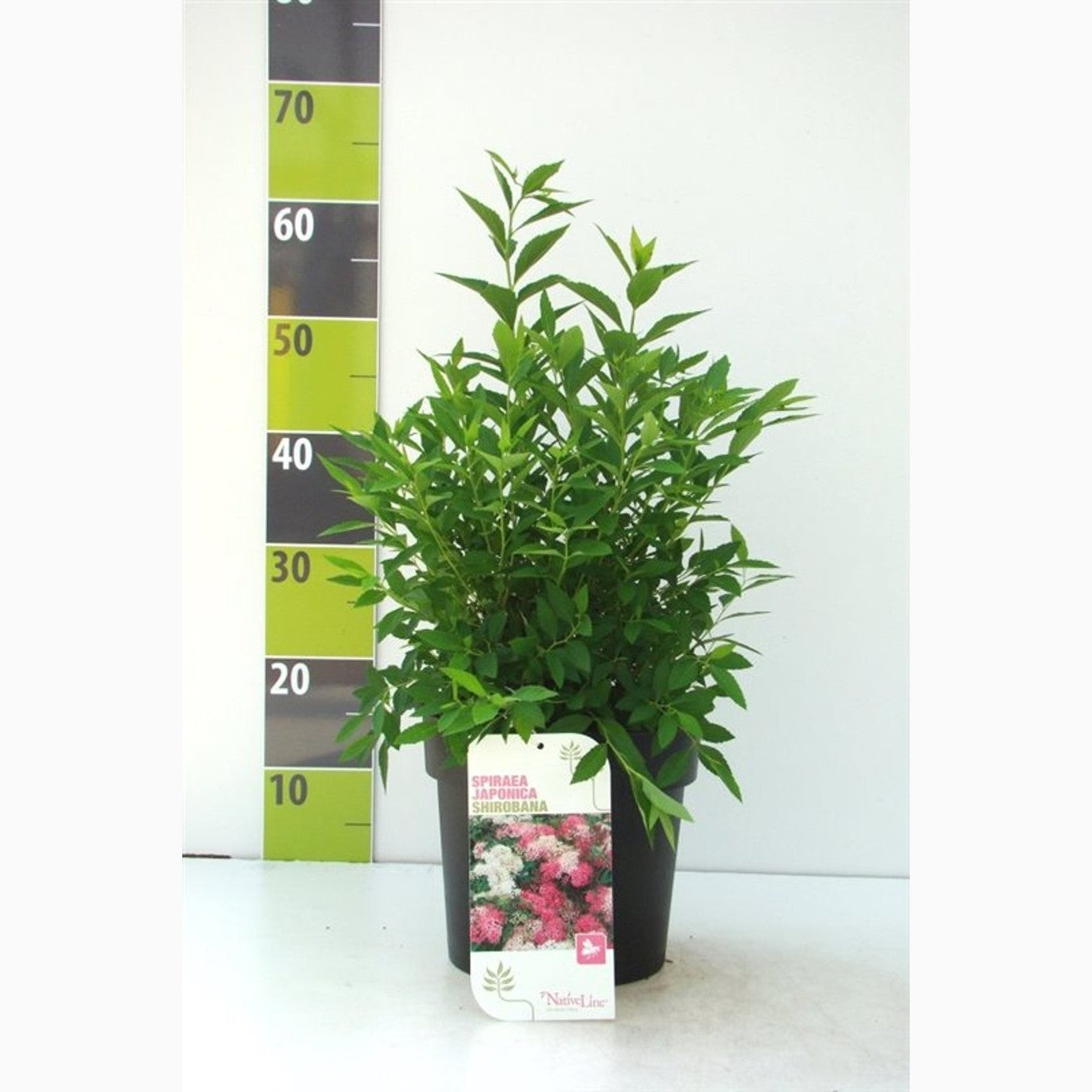 Praktspirea – Spiraea japonica 'Shirobana' - C4,6 30-40 CM