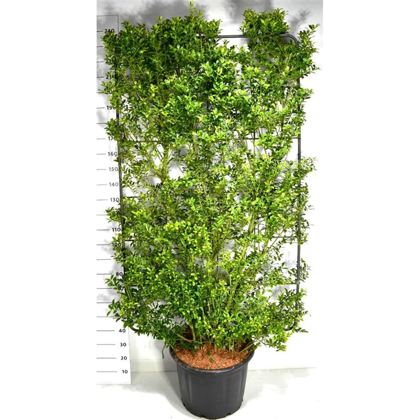 Ilex maximowicziana kanehirae - C60 200 cm. Scherm