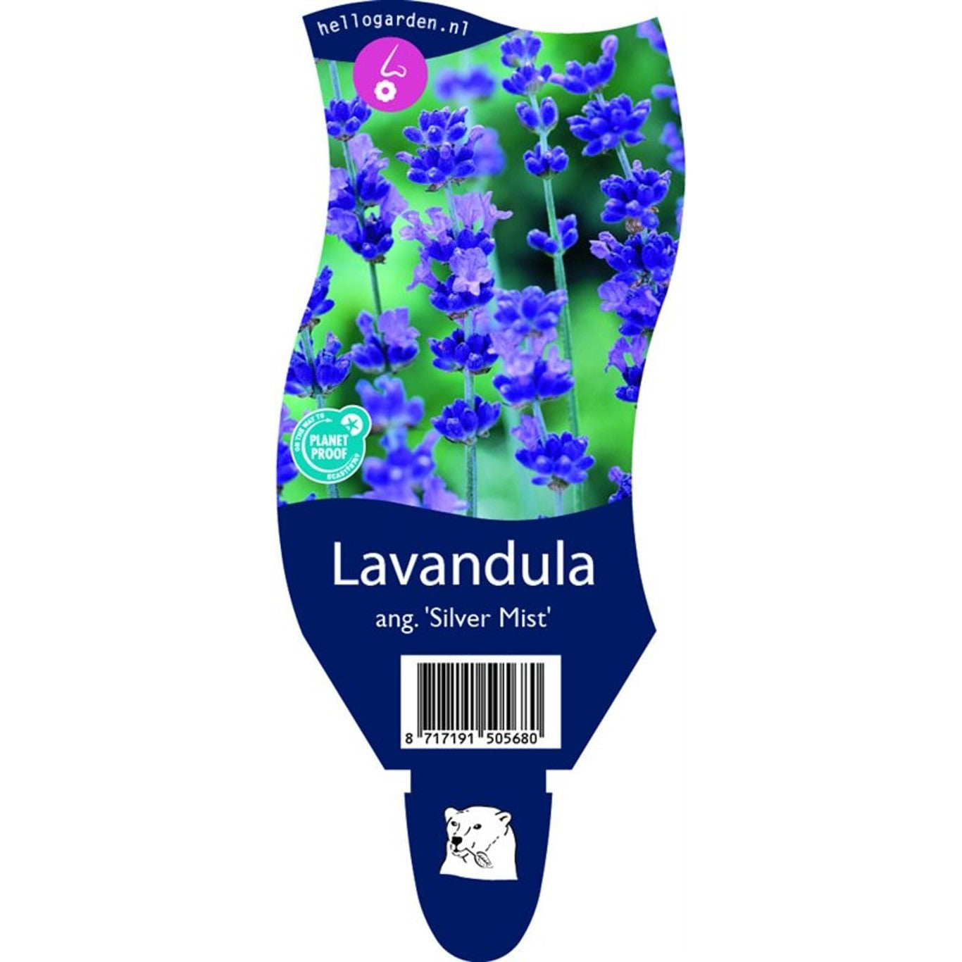 Lavendel – Lavandula angustifolia 'Silver Mist' - P11