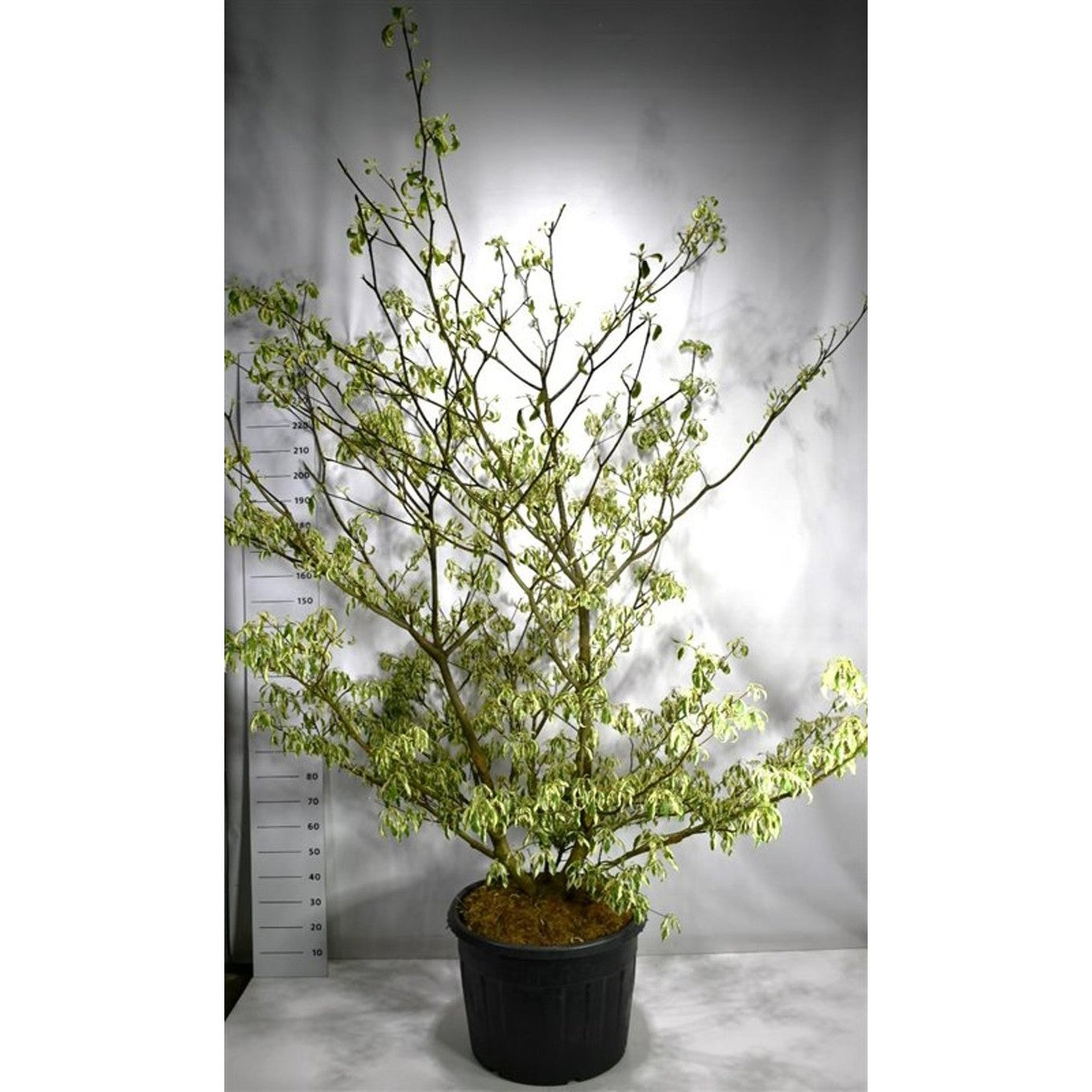 Pagodkornell – Cornus controversa 'Variegata' - C130 200-250 cm. Sol