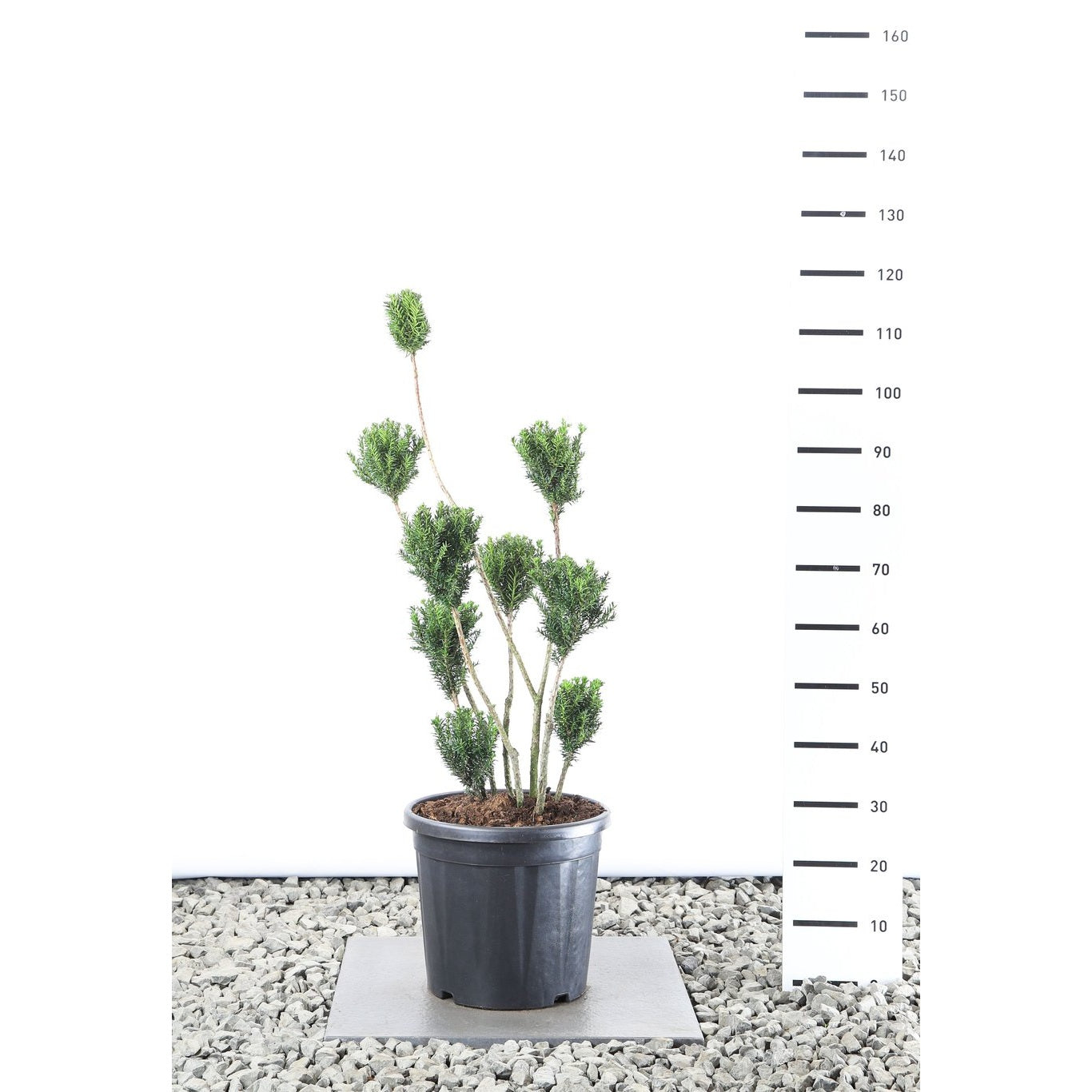 Hybrididegran – Taxus media 'Hillii' - 80-100 CM PonPon EXTRA in Cont.