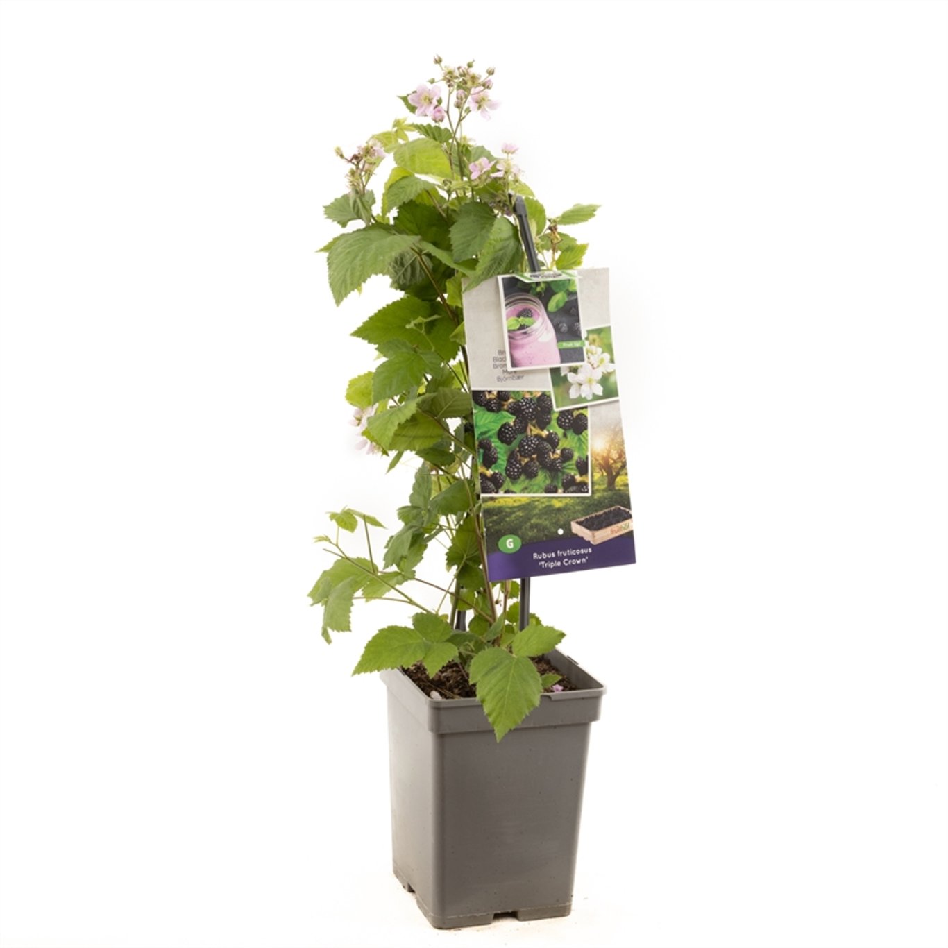 Taggfritt boysenbär – Rubus fruticosus 'Triple Crown' - 50-60 CM Carry Handle C5