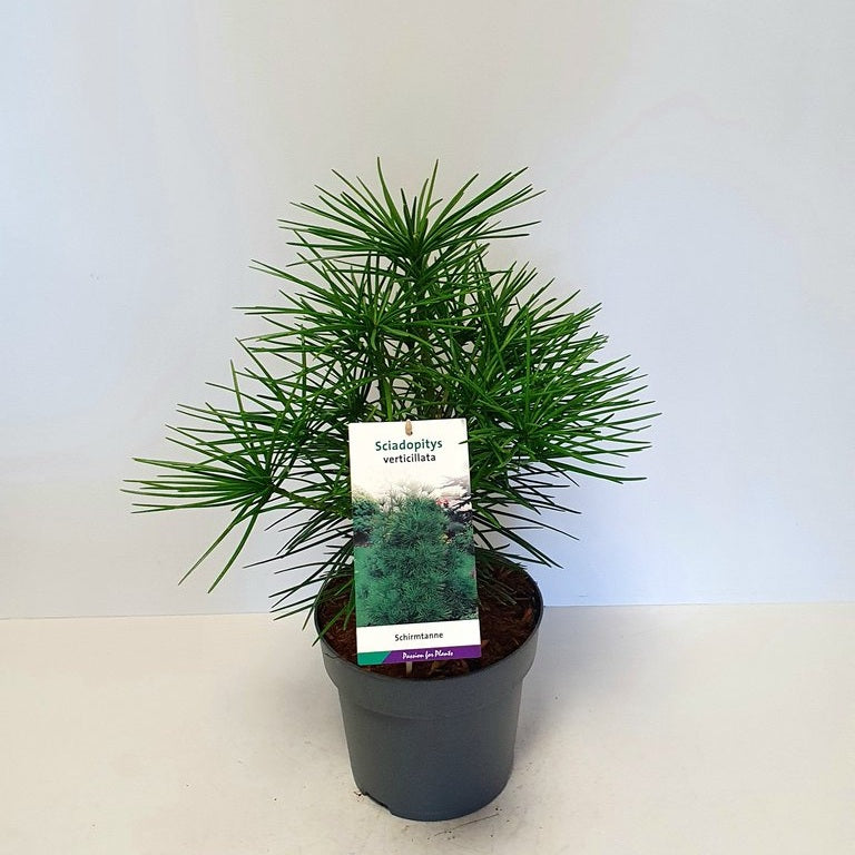 Japansk paraplygran – Sciadopitys verticillata - C3 30-40 CM