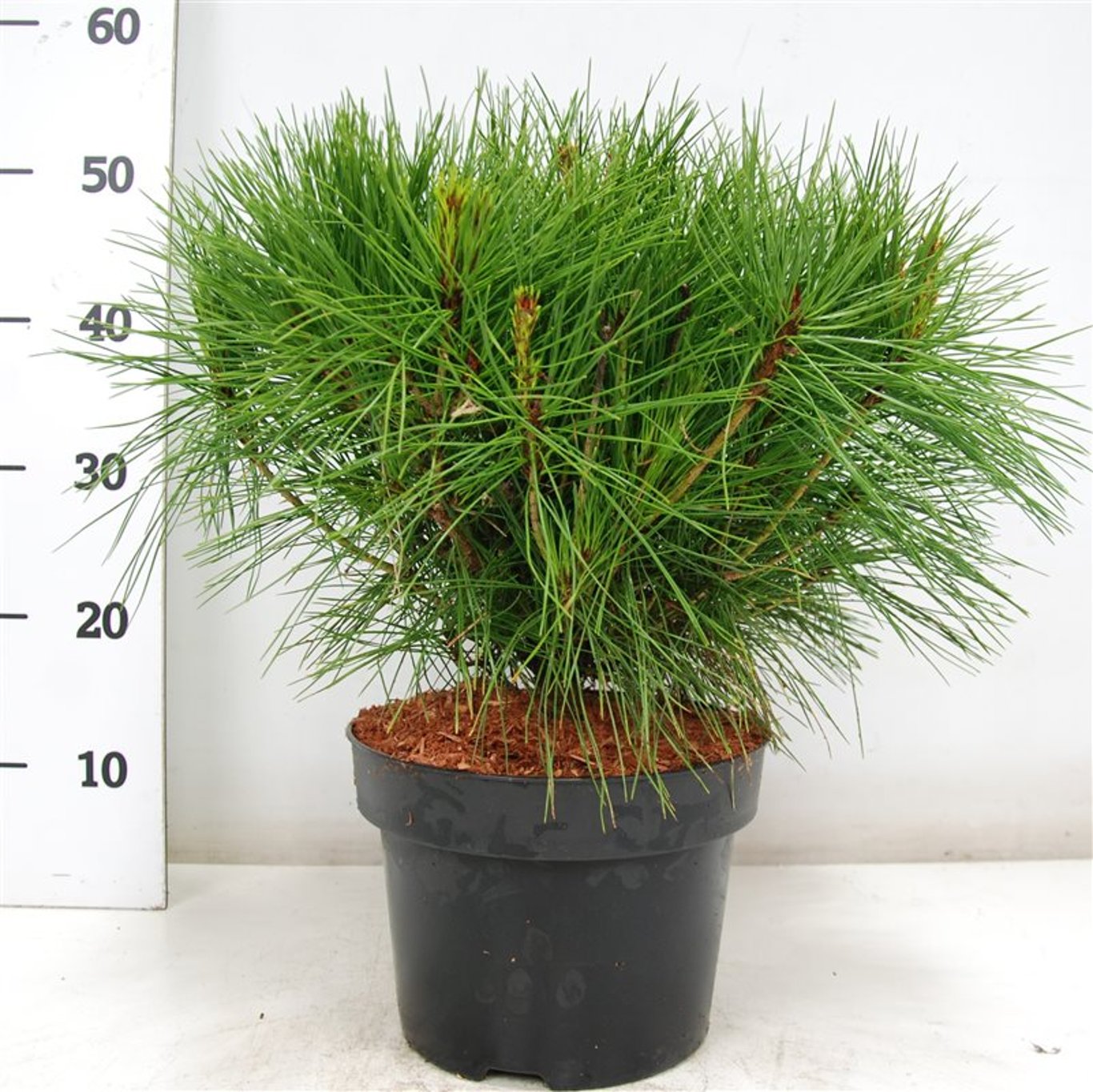 Japansk svarttall – Pinus densiflora 'Alice Verkade' - C5 30-40 CM