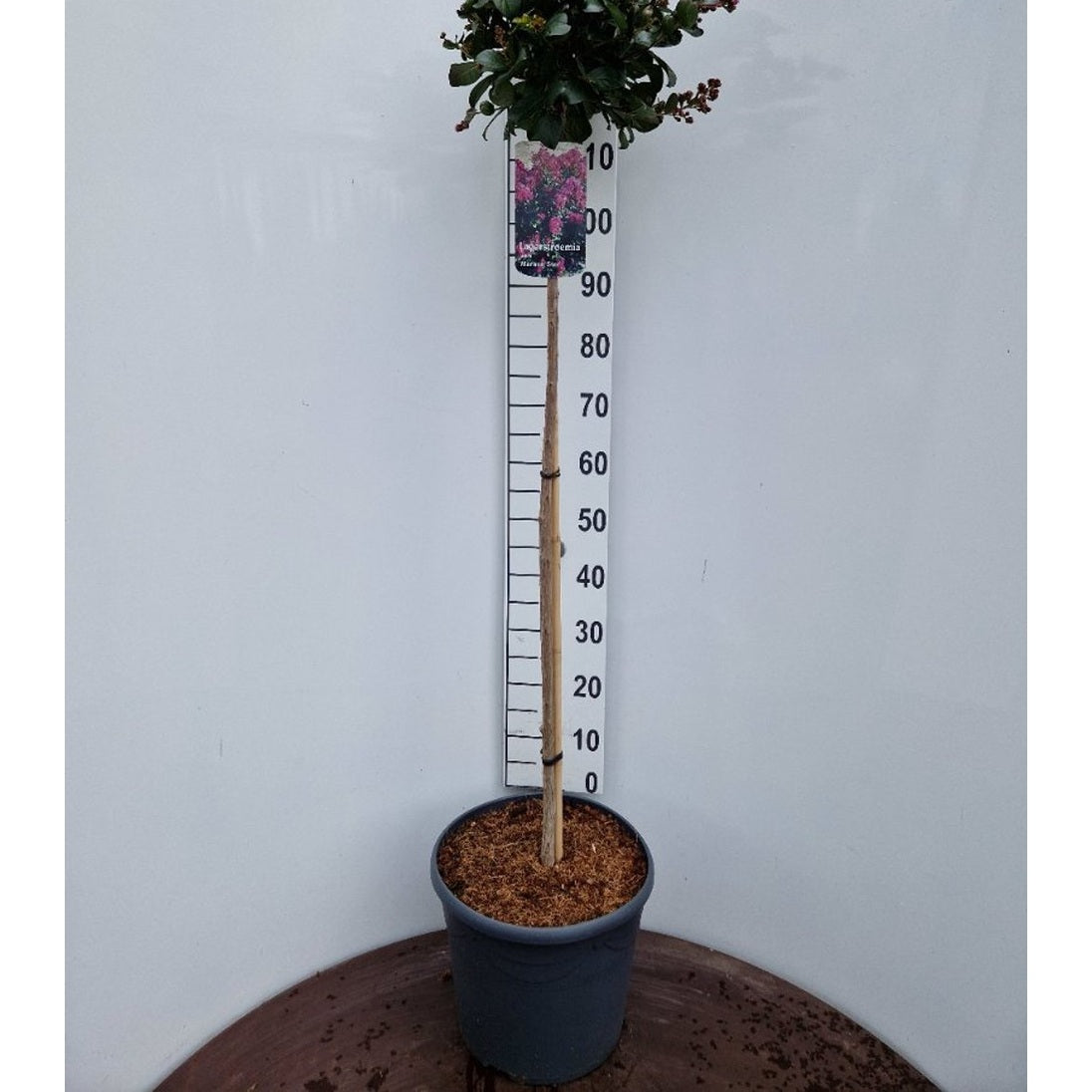 Lagerkrage – Lagerstroemia indica 'Maroon Star' - 120 CM Stem C20
