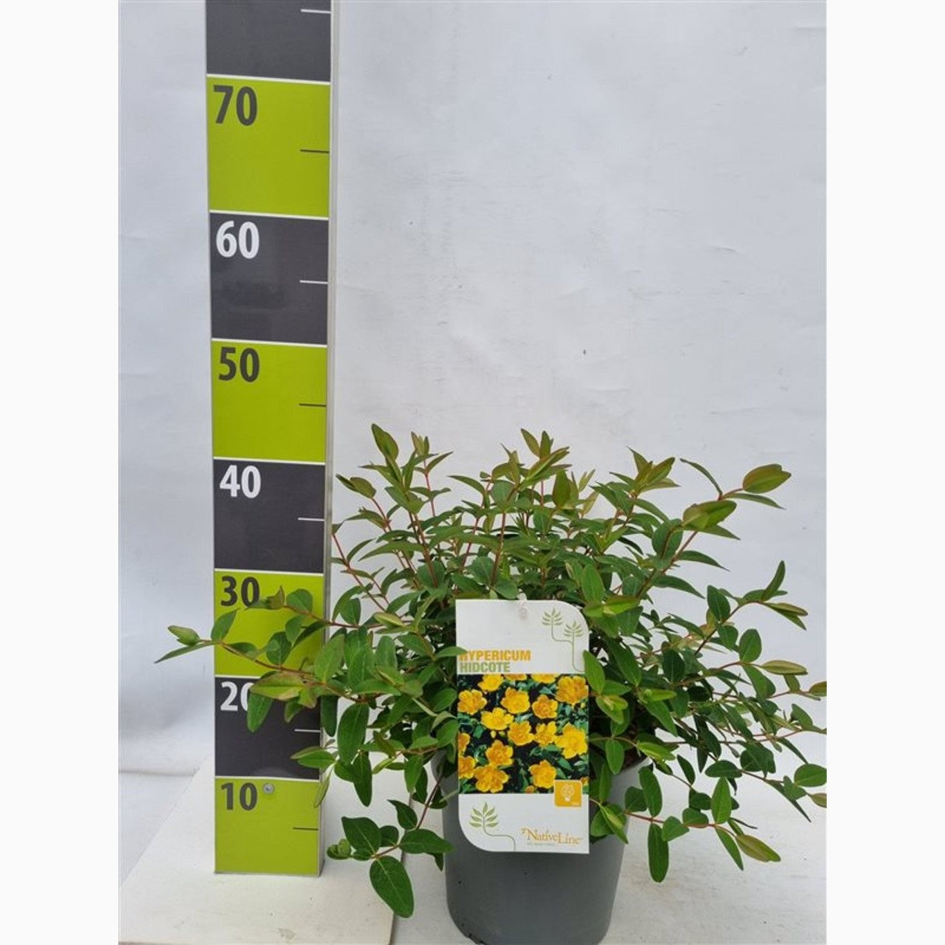 Johannesört – Hypericum 'Hidcote' - C4,6 40-60 CM