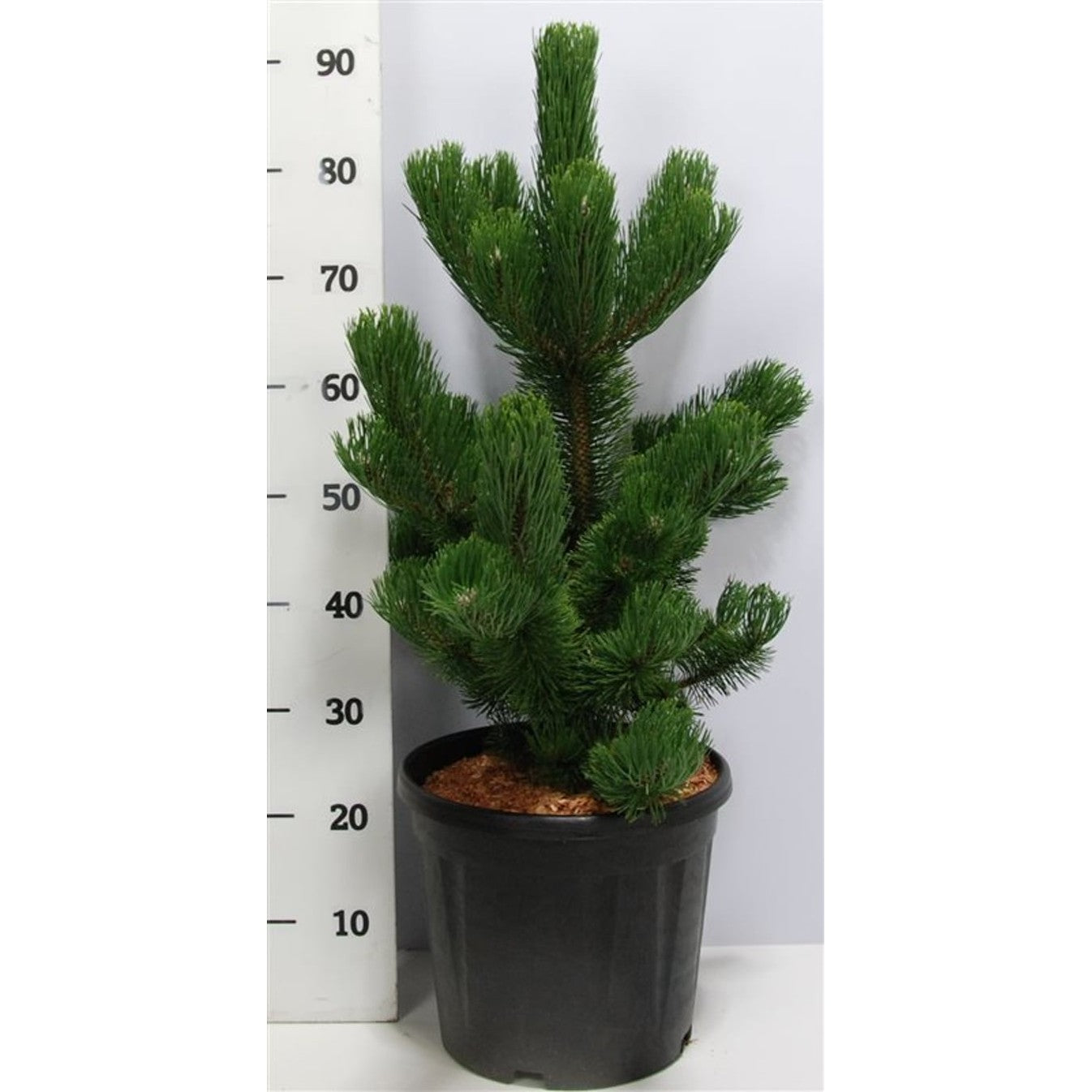 Svarttall – Pinus nigra 'Oregon Green' - C12 60-70 CM