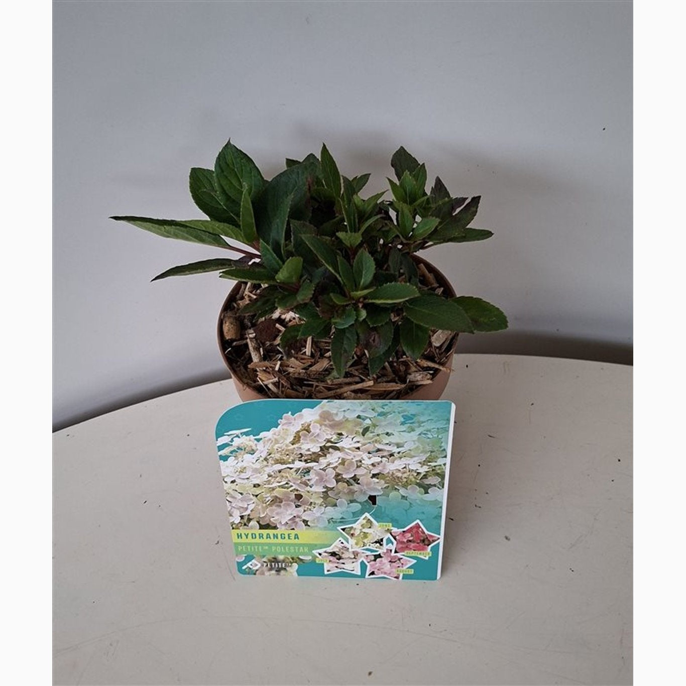 Syrenhortensia – Hydrangea paniculata 'Polestar' - C1,5